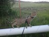 Hyendry_Leopard.jpg