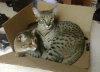 kids in box.jpg