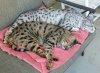 7-16-2016 catnapping.jpg