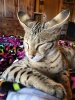 Airplane Ears.JPG