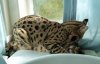 8-28-2016 taji pillow.jpg