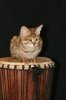 Arpad Nov 7 2009 021.JPG