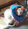 conehead.jpg