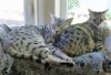 9-19-2016 pillow butt 2.jpg