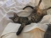 Moose Stretched Out Bed.jpg
