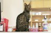 Shere Tani 2016 0924 01.jpg
