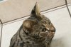 Shere Tani 2016 0924 11.jpg