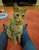 lap please.jpg