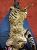 purrfect fit.jpg