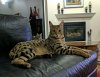 11-11-2016 regal Atticus.jpg