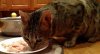 Elsa-3Yr-Bday-09.jpg