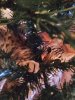 Reevers First Christmas 2016.jpg
