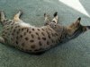 moose laying down in sun porch nov 2016.jpg