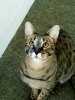 moose sitting looking up in sun room dec 2016.jpg