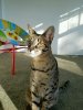 moose sitting up in sun chair background.jpg