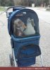 duck stroller.jpg