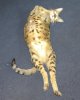 Kilifi lazy1.jpg