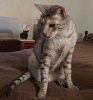Simi Happy Birthday 12 Years Old 2017 0208.jpg