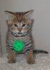 ball copy 6 wks old.jpg