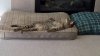 Anaya on her favorite bed 2.jpg