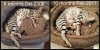 Ribbet collage.jpg