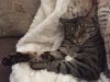 IMG_1598 Rafiki Caturday.JPG