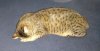 Kilifi sleeping 1 small.jpg