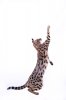 _66A7648-small.jpg