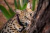 _66A7123-4-tree-small.jpg