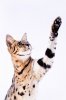 _66A7642-crop-small.jpg