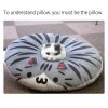 cat pillow.jpg