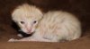 Chester0423.jpg
