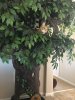 Shango_tree2.jpg