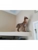 Oliver on shelf image1.jpg Oliver on shelf image1.jpg