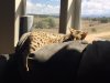 Shango_nap.jpg