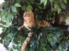 Shango_tree2.jpg