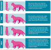 Cat-body-condition-chart-1.png