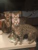 4CATS.JPG