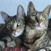 Savannah Cats Arya & Django - 2.jpg