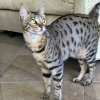 Savannah Cat Arya - 10.jpg