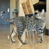 Savannah Cat Django - 12.jpg Savannah Cat Django - 12.jpg