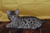 DSC_0011.jpg