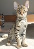 Ronin - 11 weeks 2.jpg