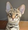 Ronin - 11 weeks.jpg