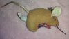 fmouse.jpg