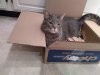 Fang in Chewy box.jpg