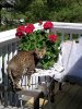 Ditto Checking Geranium.2. 4.2020.jpg