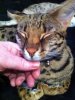 Cats12-1-2012 06.jpg