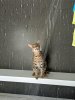 Atticus shower tongue.jpg