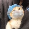 Cat with PPE.jpg